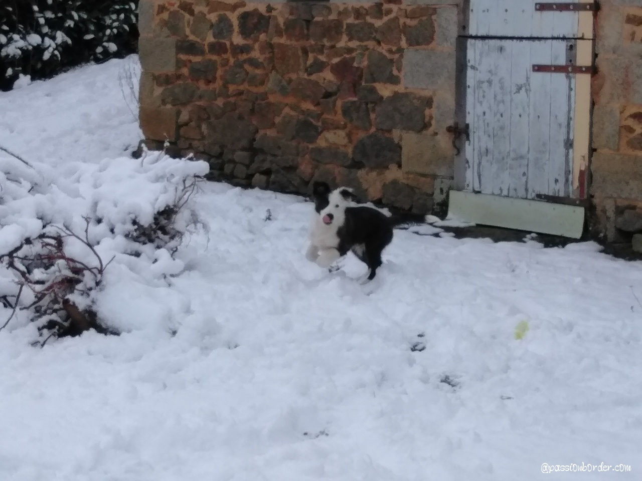 Ossau, 3 mois, découvre la neige