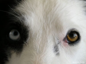 Eyes of the .... Flahy :)