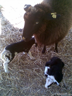 Les premiers agneaux nÃ©s Ã  Igelleiten: Black(i) et Morti(mer).
